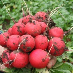 Фараон насіння редису (Moravoseed)