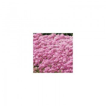 Фаворит Пинк (Pink) семян алиссума (Kitano Seeds)