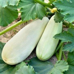 Горный семена кабачка