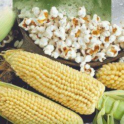 Готель насіння кукурудзи попкорн середньої 20 см (Seedera)