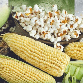 Готель насіння кукурудзи попкорн середньої 20 см (Seedera)
