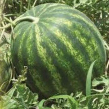 Галактика семян арбуза среднего (GL Seeds)