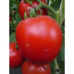 Гардемарины семян помидора детерминантного (GL Seeds)