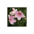 Гавайи розовый (pink) и семена платикодона (Hem Zaden)