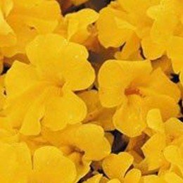 Гавайи Yellow (желтый) семян мимулюса (Kitano Seeds)