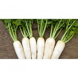 Японский всесезонный семена редьки (GL Seeds)