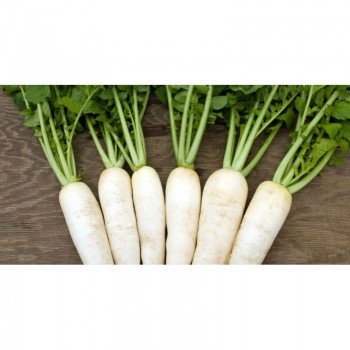 Японский всесезонный семена редьки (GL Seeds)