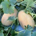 Дайана F1 (Даяна, INX 1097 F1) семена дыни (Innova Seeds)