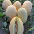Дайана F1 (Даяна, INX 1097 F1) семена дыни (Innova Seeds)