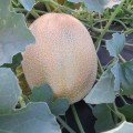 Дайана F1 (Даяна, INX 1097 F1) семена дыни (Innova Seeds)