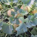 Дайана F1 (Даяна, INX 1097 F1) семена дыни (Innova Seeds)