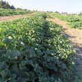 Дайана F1 (Даяна, INX 1097 F1) семена дыни (Innova Seeds)