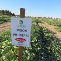 Дайана F1 (Даяна, INX 1097 F1) семена дыни (Innova Seeds)