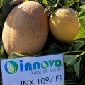 Дайана F1 (Даяна, INX 1097 F1) семена дыни (Innova Seeds)