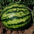 Тейтум F1 (INX 1805 F1) насіння кавуна раннього (Innova Seeds)