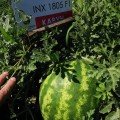 Тейтум F1 (INX 1805 F1) насіння кавуна раннього (Innova Seeds)