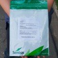 Искандер F1 семена кабачка (Seminis)