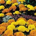 Кабері Mix (суміш) насіння чорнобривців американських (Kitano Seeds)