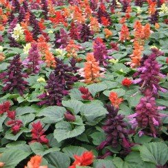 Кампай Mix семян сальвии блестящей 15-25см (Kitano Seeds)