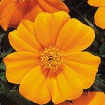 Карнавал Orange (оранжевые) семян бархатцев французских (Kitano Seeds)