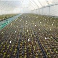 Касета для розсади 77 осередків (44х63х12) без піддону, 60х40см (Agreen)