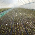 Касета для розсади Голландський стандарт 50 осередків (47х90х18) без піддону, 54х28см (Agreen)