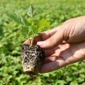 Касета для розсади Голландський стандарт 50 осередків (47х90х18) без піддону, 54х28см (Agreen)
