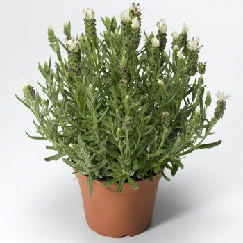 Кастилиано белая (white) семена лаванды (Syngenta)