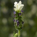 Кастіліано біла (white) насіння лаванди (Syngenta)