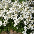 Кавказький білий (white) насіння арабіса (Hem Zaden)
