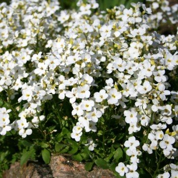 Кавказький білий (white) насіння арабіса (Hem Zaden)