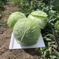 Кентуккі F1 насіння капусти білокачанної (Lark Seeds)