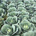 Кентуккі F1 насіння капусти білокачанної (Lark Seeds)