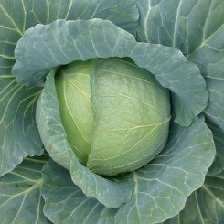 Хонка F1 семена капусты белокочанной (Kitano Seeds)