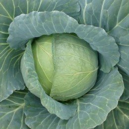Хонка F1 семена капусты белокочанной (Kitano Seeds)