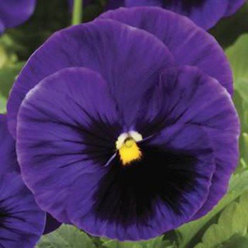 Колоссус F1 синя з вічком насіння віоли 15-25см (Syngenta)