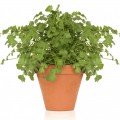 Коріандр кімнатне насіння коріандру (кінзи) (Wing Seed)