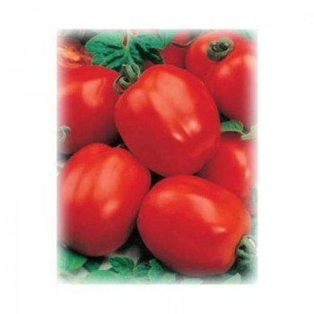 Коррида семян помидора детерминантного (GL Seeds)
