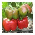 Красный Рыцарь F1 семян перца сладкого (Seminis)