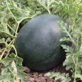 КС 160 F1 насіння кавуна середнього (Kitano Seeds)
