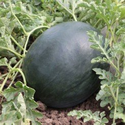 КС 160 F1 семена арбуза среднего (Kitano Seeds)