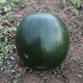 КС 160 F1 насіння кавуна середнього (Kitano Seeds)