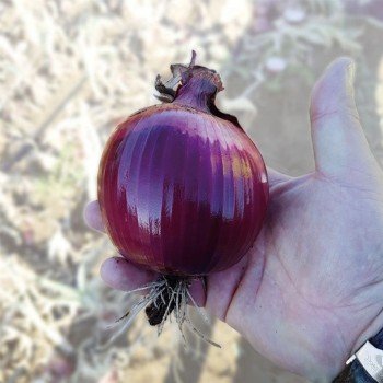 КС 711 F1 семена лука репчатого красного (Kitano Seeds)
