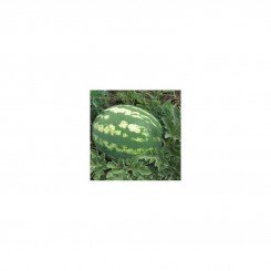 Ланса F1 семян арбуза позднего (Hollar Seeds)