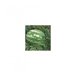 Ланса F1 семян арбуза позднего (Hollar Seeds)