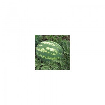 Ланса F1 семян арбуза позднего (Hollar Seeds)