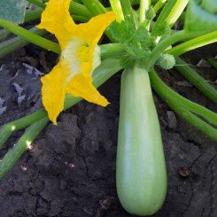 Лавина F1 семян кабачка (Lucky Seed)