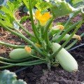 Лавина F1 насіння кабачка (Lucky Seed)