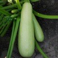 Лавина F1 насіння кабачка (Lucky Seed)