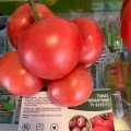 Дейзі F1 (ПЛ 6210 F1/PL 6210 F1) насіння помідора напівдетермінантного (Asia Seed)